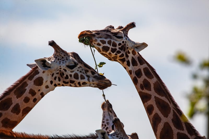 Neck Stretch